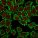 Immunofluorescence - Anti-Moesin Antibody [MSN/491] (A249383) - Antibodies.com