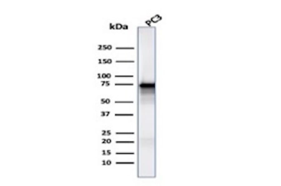 Western Blot - Anti-Moesin Antibody [MSN/491] (A249383) - Antibodies.com