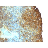 Immunohistochemistry - Anti-Moesin Antibody [SPM562] (A249384) - Antibodies.com