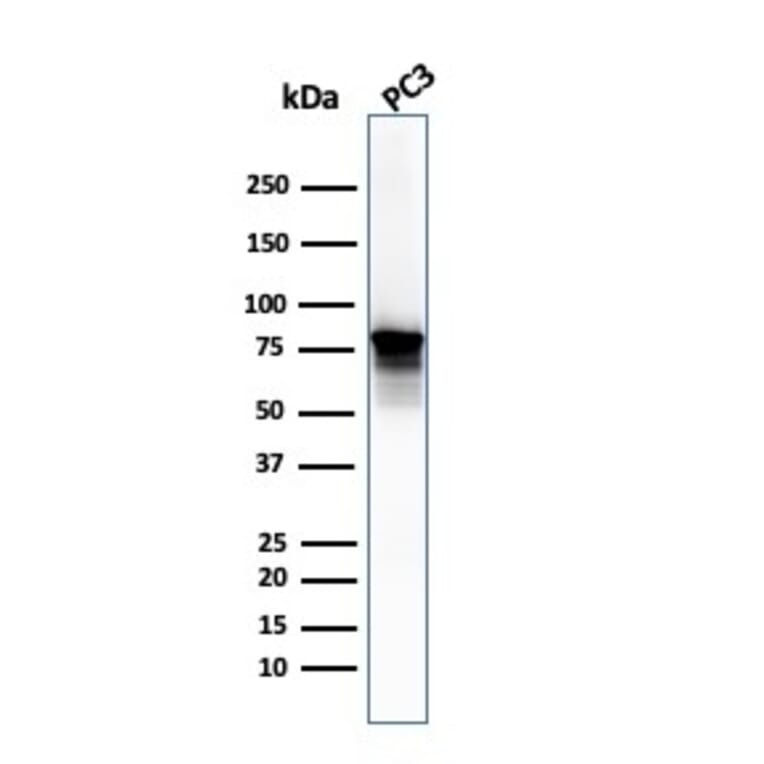 Western Blot - Anti-Moesin Antibody [SPM562] (A249384) - Antibodies.com