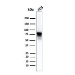 Western Blot - Anti-Moesin Antibody [SPM562] (A249384) - Antibodies.com