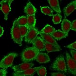 Immunofluorescence - Anti-Moesin Antibody [SPM562] (A249383) - Antibodies.com