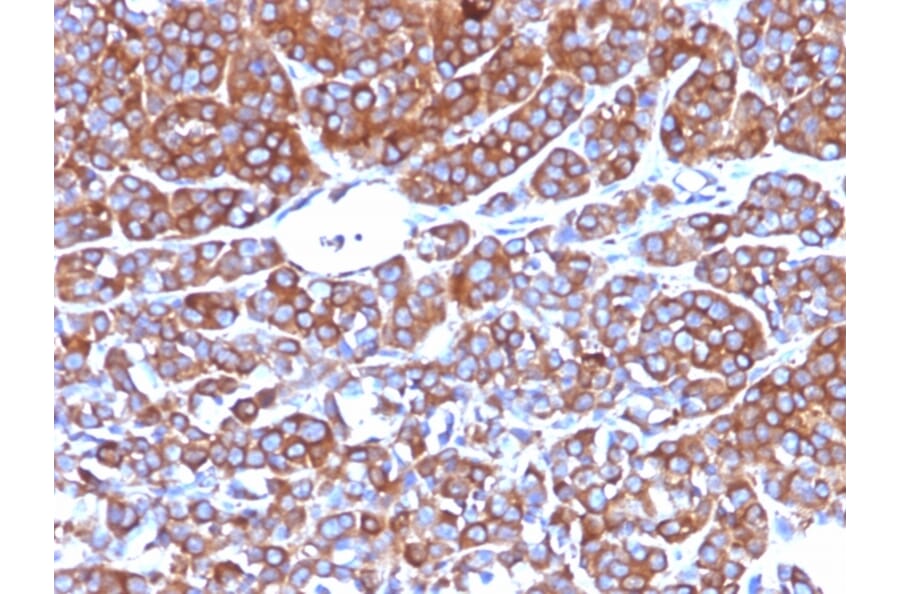 Immunohistochemistry - Anti-Moesin Antibody [MSN/492] (A249385) - Antibodies.com