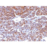 Immunohistochemistry - Anti-Moesin Antibody [MSN/492] (A249385) - Antibodies.com