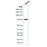 Western Blot - Anti-Moesin Antibody [MSN/492] (A249385) - Antibodies.com