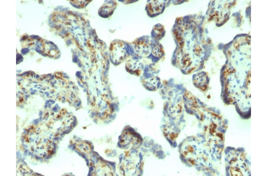 Immunohistochemistry - Anti-Moesin Antibody [MSN/492] (A249385) - Antibodies.com