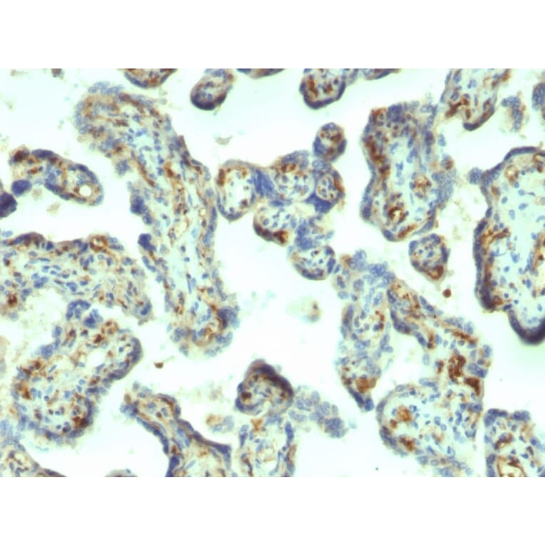 Immunohistochemistry - Anti-Moesin Antibody [MSN/492] (A249385) - Antibodies.com