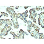 Immunohistochemistry - Anti-Moesin Antibody [MSN/492] (A249385) - Antibodies.com
