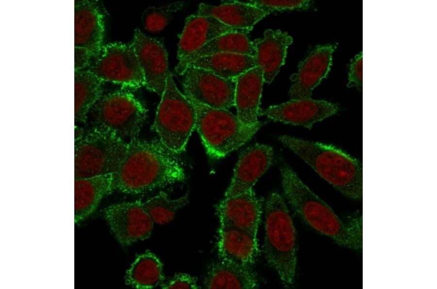 Immunofluorescence - Anti-Moesin Antibody [MSN/492] (A249385) - Antibodies.com