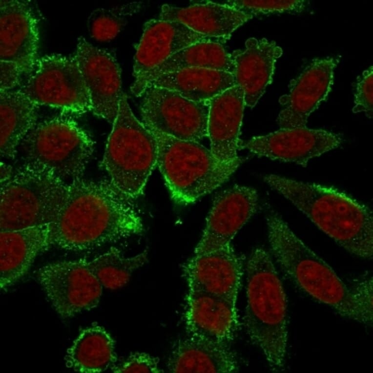 Immunofluorescence - Anti-Moesin Antibody [MSN/492] (A249385) - Antibodies.com