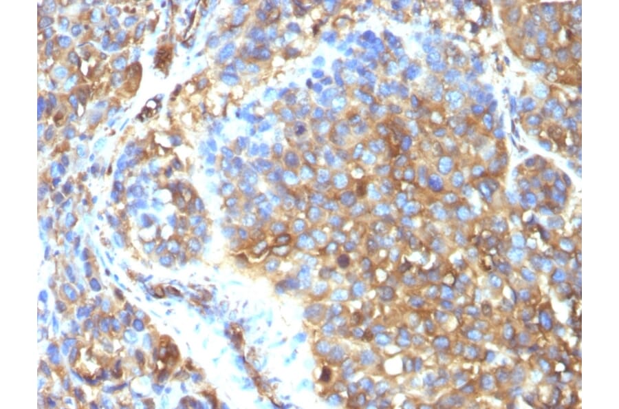 Immunohistochemistry - Anti-Moesin Antibody [MSN/493] (A249386) - Antibodies.com