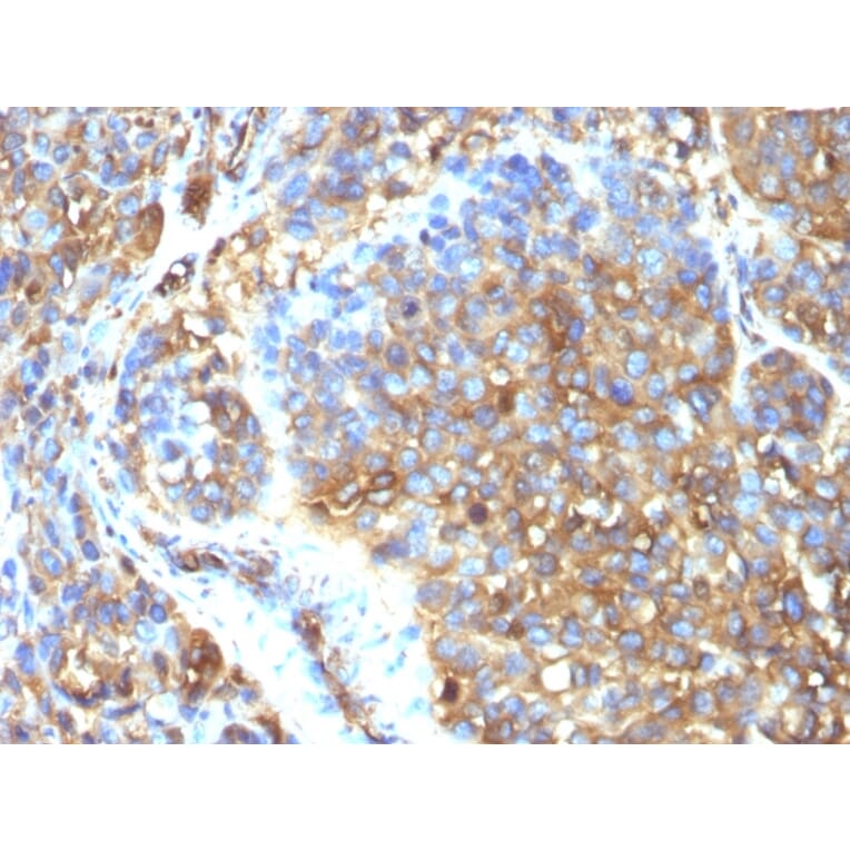 Immunohistochemistry - Anti-Moesin Antibody [MSN/493] (A249386) - Antibodies.com