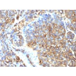 Immunohistochemistry - Anti-Moesin Antibody [MSN/493] (A249386) - Antibodies.com
