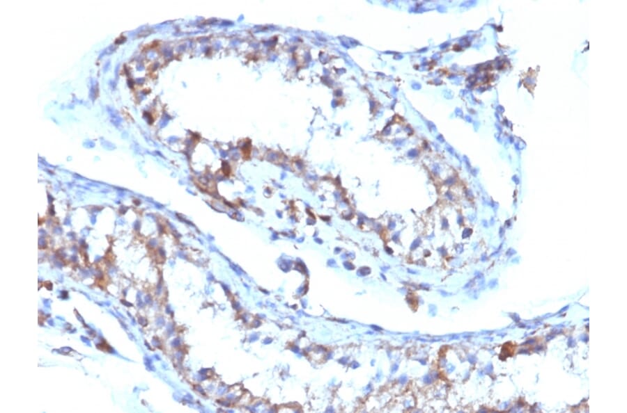 Immunohistochemistry - Anti-Moesin Antibody [MSN/493] (A249386) - Antibodies.com
