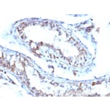 Immunohistochemistry - Anti-Moesin Antibody [MSN/493] (A249386) - Antibodies.com