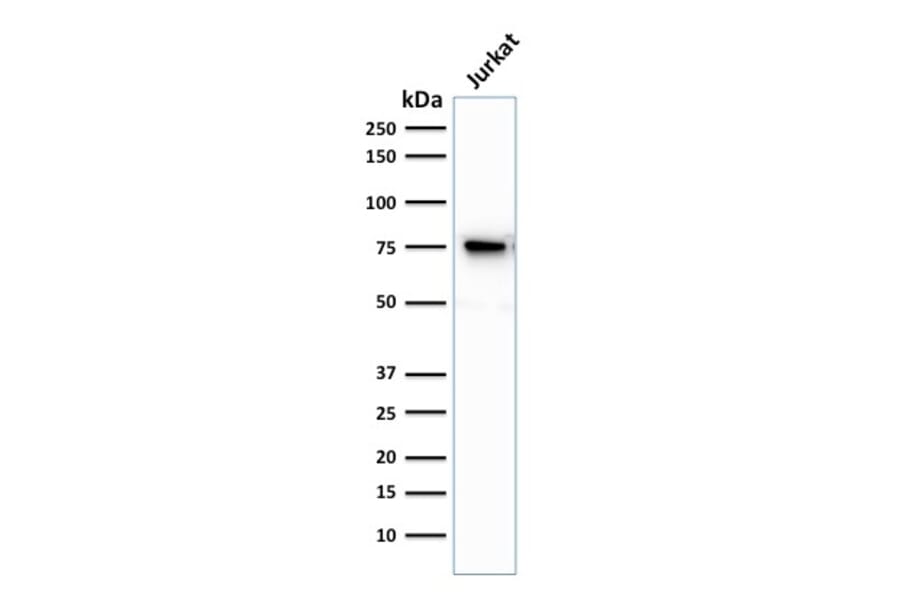 Western Blot - Anti-Moesin Antibody [MSN/493] (A249386) - Antibodies.com