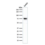 Western Blot - Anti-Moesin Antibody [MSN/493] (A249386) - Antibodies.com