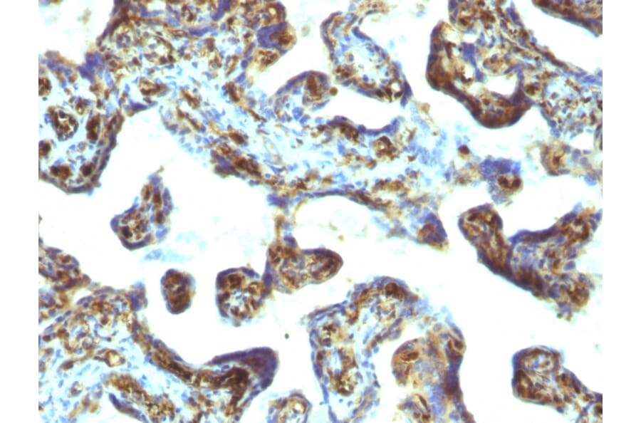 Immunohistochemistry - Anti-Moesin Antibody [MSN/493] (A249386) - Antibodies.com
