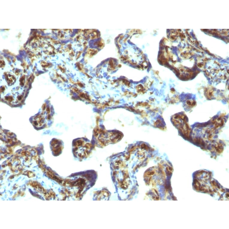 Immunohistochemistry - Anti-Moesin Antibody [MSN/493] (A249386) - Antibodies.com