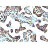 Immunohistochemistry - Anti-Moesin Antibody [MSN/493] (A249386) - Antibodies.com