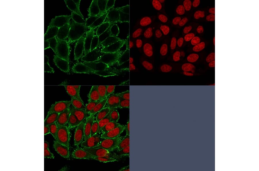 Immunofluorescence - Anti-Moesin Antibody [MSN/493] (A249386) - Antibodies.com