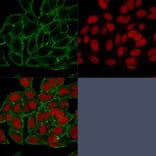 Immunofluorescence - Anti-Moesin Antibody [MSN/493] (A249386) - Antibodies.com
