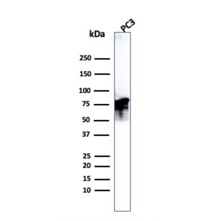 Western Blot - Anti-Moesin Antibody [MSN/493] (A249386) - Antibodies.com