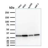 Western Blot - Anti-MTAP Antibody [MTAP/1813] (A249388) - Antibodies.com