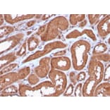 Immunohistochemistry - Anti-MTAP Antibody [MTAP/3137R] (A249390) - Antibodies.com