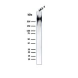 Western Blot - Anti-MUC1 Antibody [HMPV] (A249395) - Antibodies.com