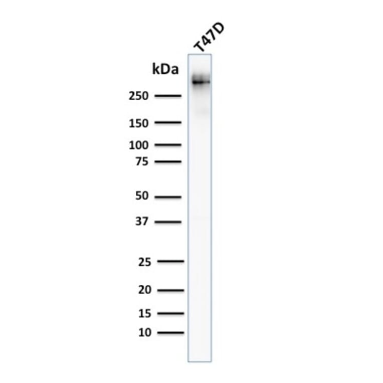 Western Blot - Anti-MUC1 Antibody [MUC1/955] (A249396) - Antibodies.com
