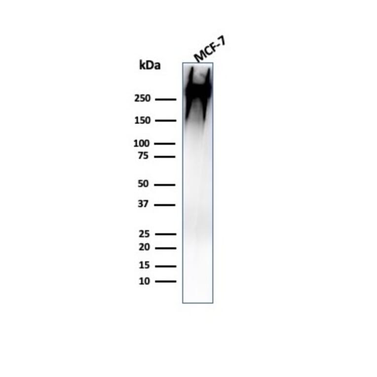 Western Blot - Anti-MUC1 Antibody [MUC1/955] (A249396) - Antibodies.com