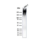 Western Blot - Anti-MUC1 Antibody [MUC1/955] (A249396) - Antibodies.com
