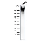 Western Blot - Anti-MUC1 Antibody [rMUC1/960] (A249397) - Antibodies.com