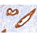 Immunohistochemistry - Anti-MUC1 Antibody [MUC1/520] (A249399) - Antibodies.com