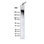 Western Blot - Anti-MUC1 Antibody [GP1.4] (A249400) - Antibodies.com