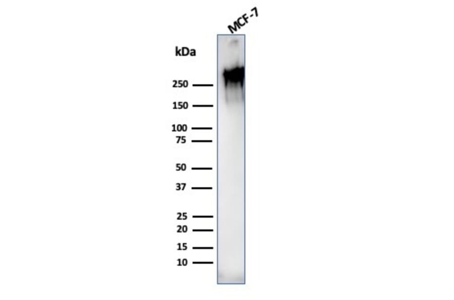 Western Blot - Anti-MUC1 Antibody [rMUC1/955] (A249402) - Antibodies.com