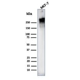 Western Blot - Anti-MUC1 Antibody [rMUC1/955] (A249402) - Antibodies.com