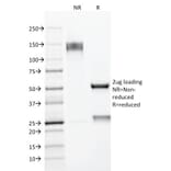 SDS-PAGE - Anti-MUC1 Antibody [E29] (A249404) - Antibodies.com