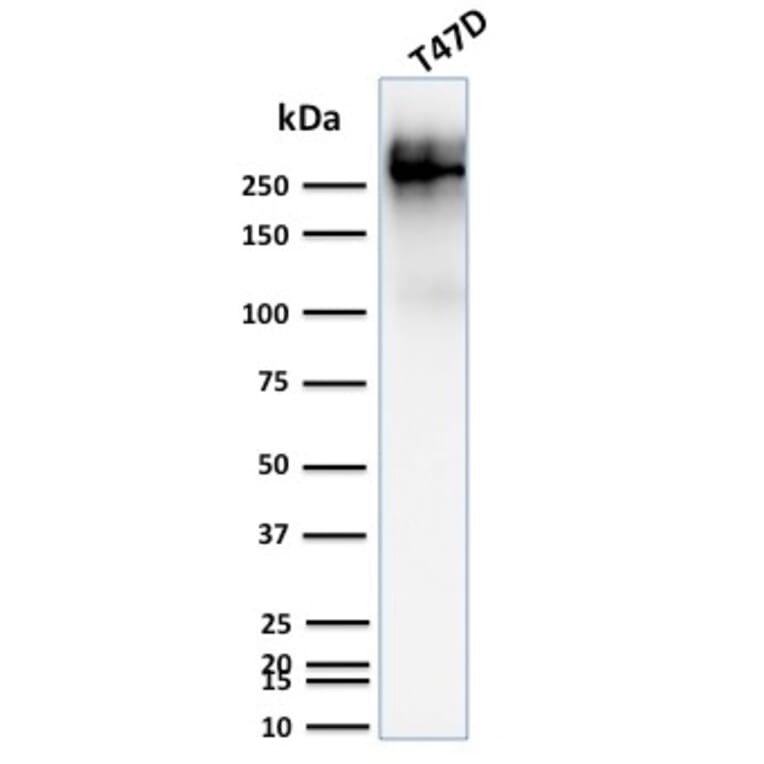 Western Blot - Anti-MUC1 Antibody [139H2] (A249408) - Antibodies.com