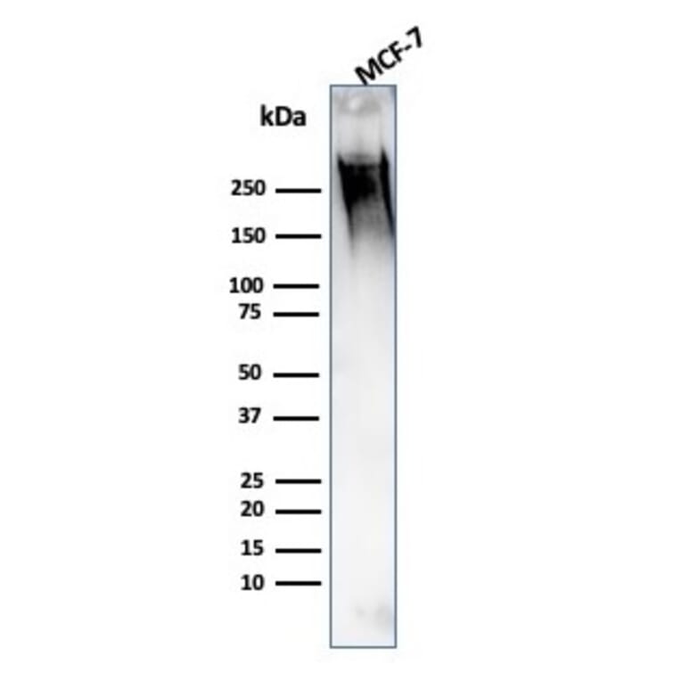 Western Blot - Anti-MUC1 Antibody [139H2] (A249408) - Antibodies.com