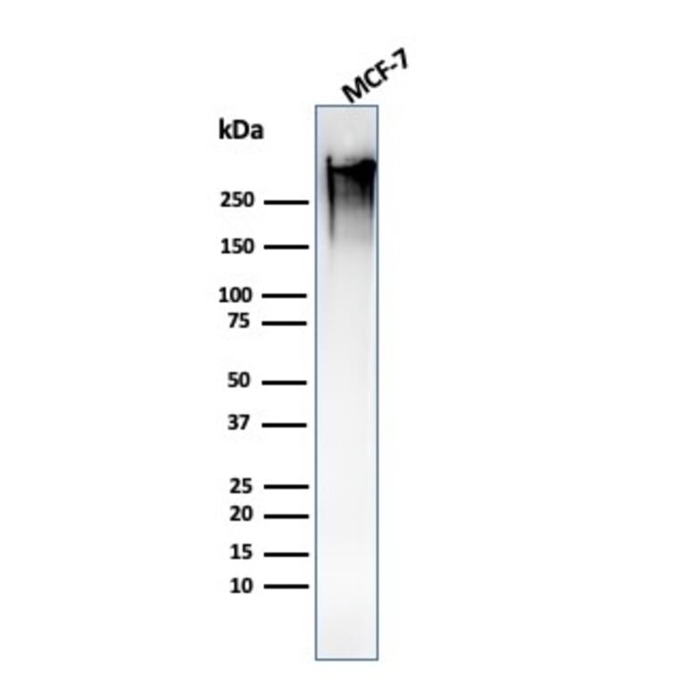 Western Blot - Anti-MUC1 Antibody [MUC1/1887R] (A249412) - Antibodies.com