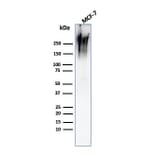 Western Blot - Anti-MUC1 Antibody [MUC1/2980R] (A252595) - Antibodies.com
