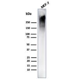 Western Blot - Anti-MUC1 Antibody [MUC1/4416R] (A249417) - Antibodies.com
