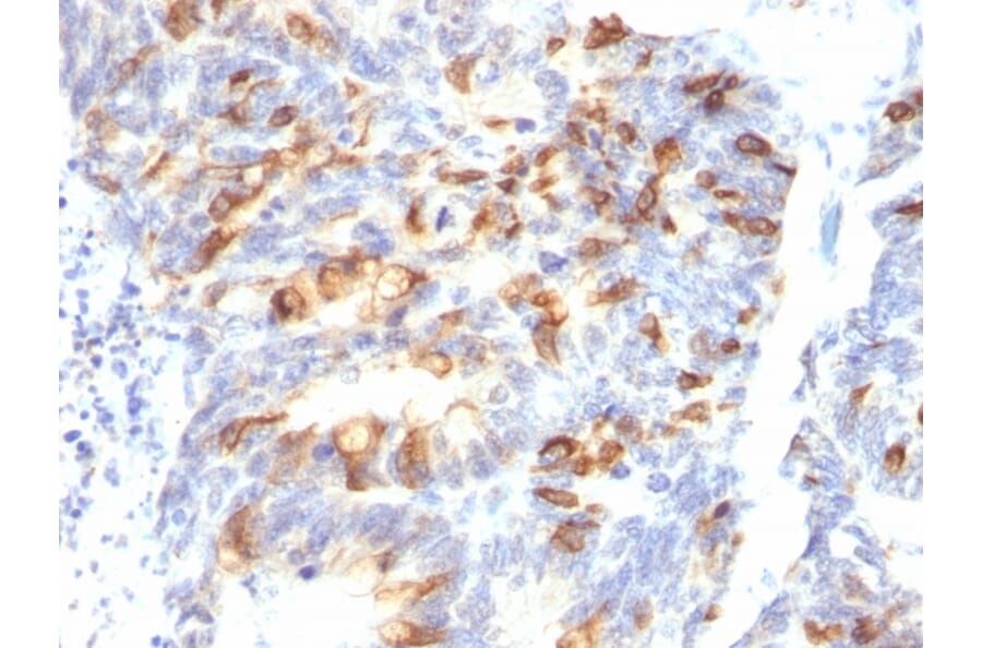 Immunohistochemistry - Anti-MUC2 Antibody [MLP/842] (A249421) - Antibodies.com
