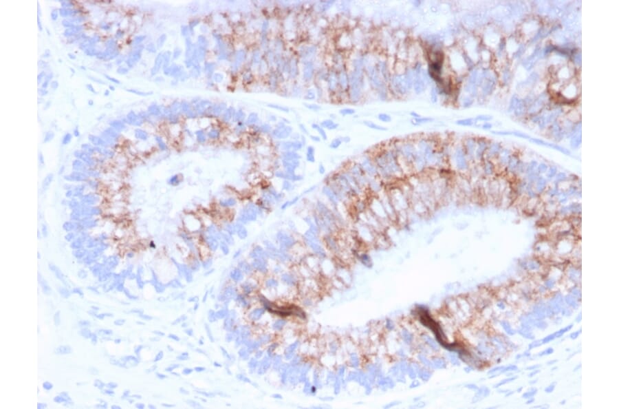 Immunohistochemistry - Anti-MUC2 Antibody [MLP/842] (A249420) - Antibodies.com