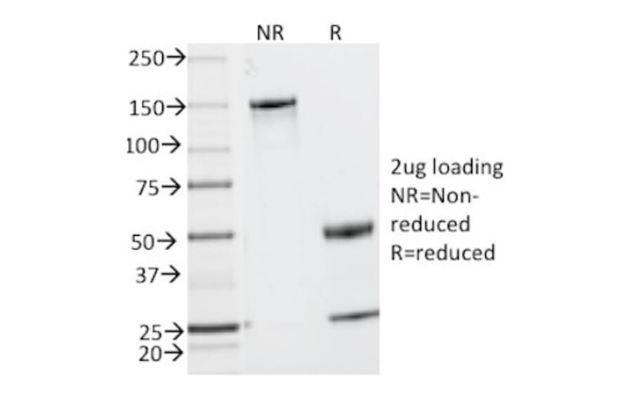 SDS-PAGE - Anti-MUC2 Antibody [MLP/842] (A249421) - Antibodies.com