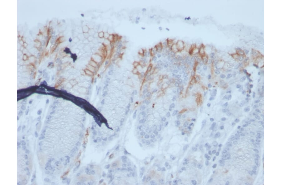 Immunohistochemistry - Anti-MUC2 Antibody [rMLP/842] (A249421) - Antibodies.com