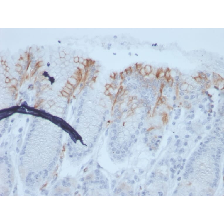 Immunohistochemistry - Anti-MUC2 Antibody [rMLP/842] (A249421) - Antibodies.com