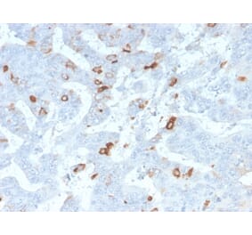 Immunohistochemistry - Anti-MUC2 Antibody [MLP/2970R] (A249422) - Antibodies.com
